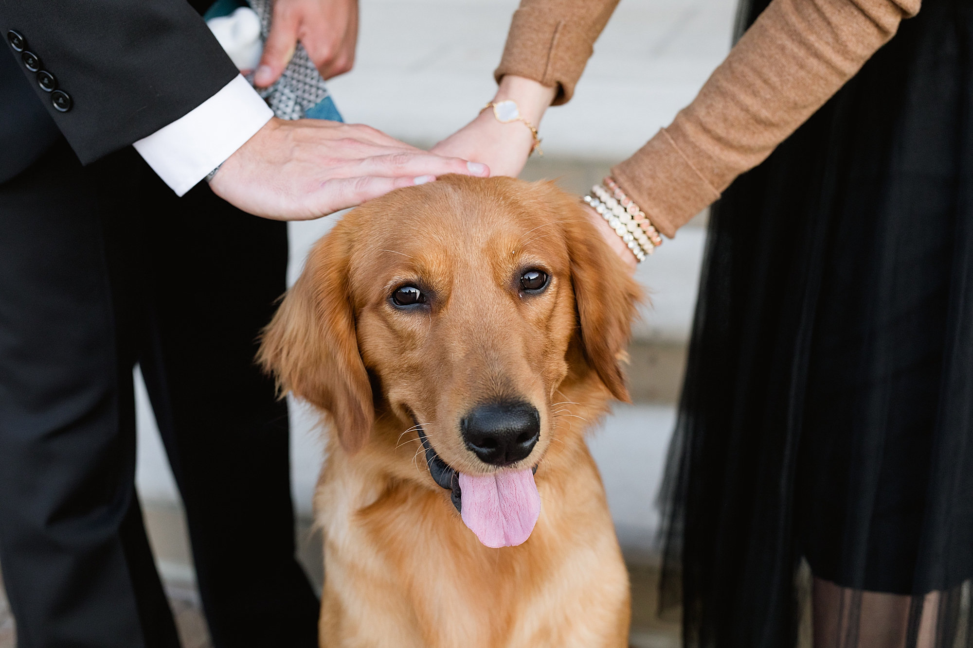 Elegant engagement session with golden retriever dog at War Memorial - Breanne Rochelle Photography