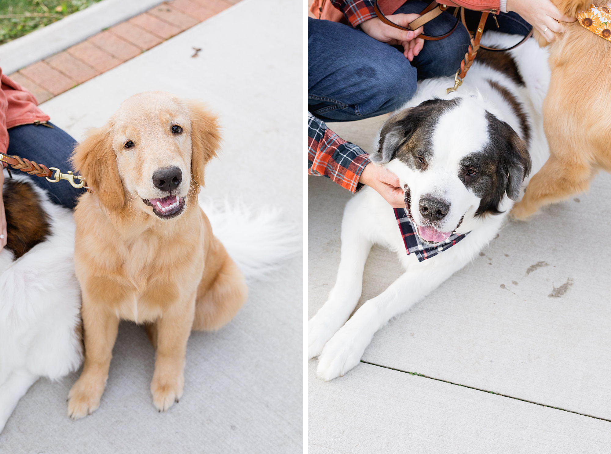 Engagement session with dogs | Downtown Rochester | Breanne Rochelle Photography